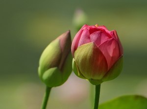 flower-bud_beginning